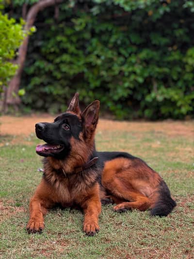 Black mask pure german shepherd male for mate