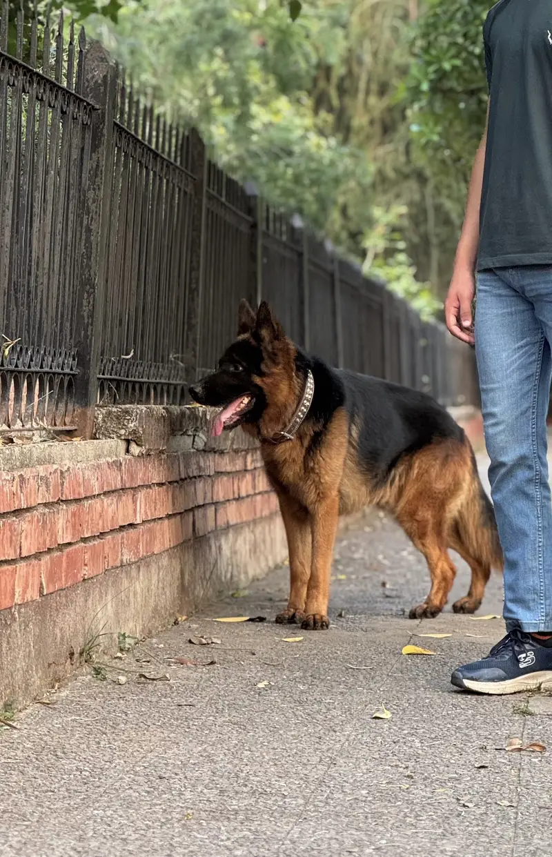 Black mask pure german shepherd male for mate — photo 2