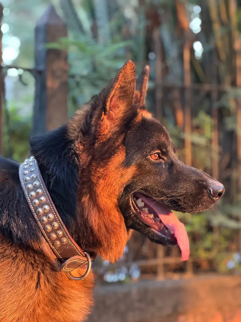 Black mask pure german shepherd male for mate — photo 3