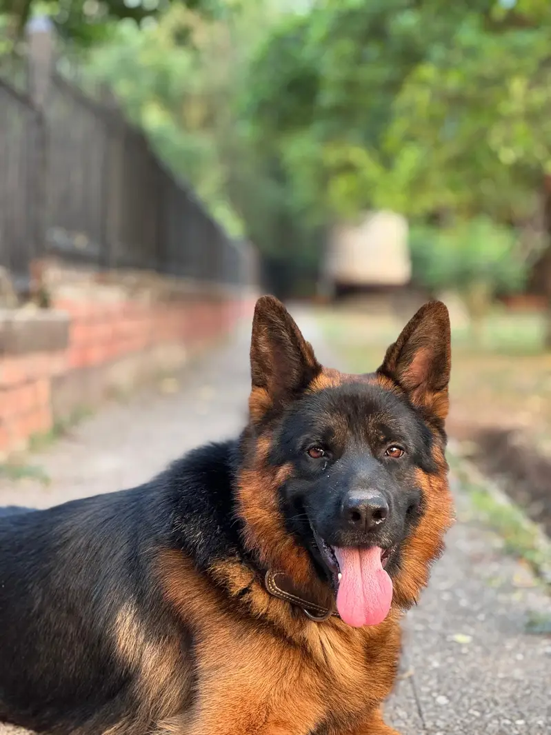 Black mask pure german shepherd male for mate — photo 4