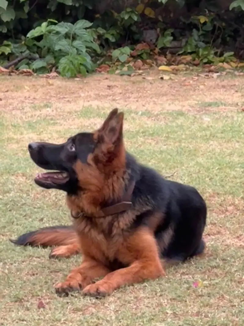 Black mask pure german shepherd male for mate — photo 5