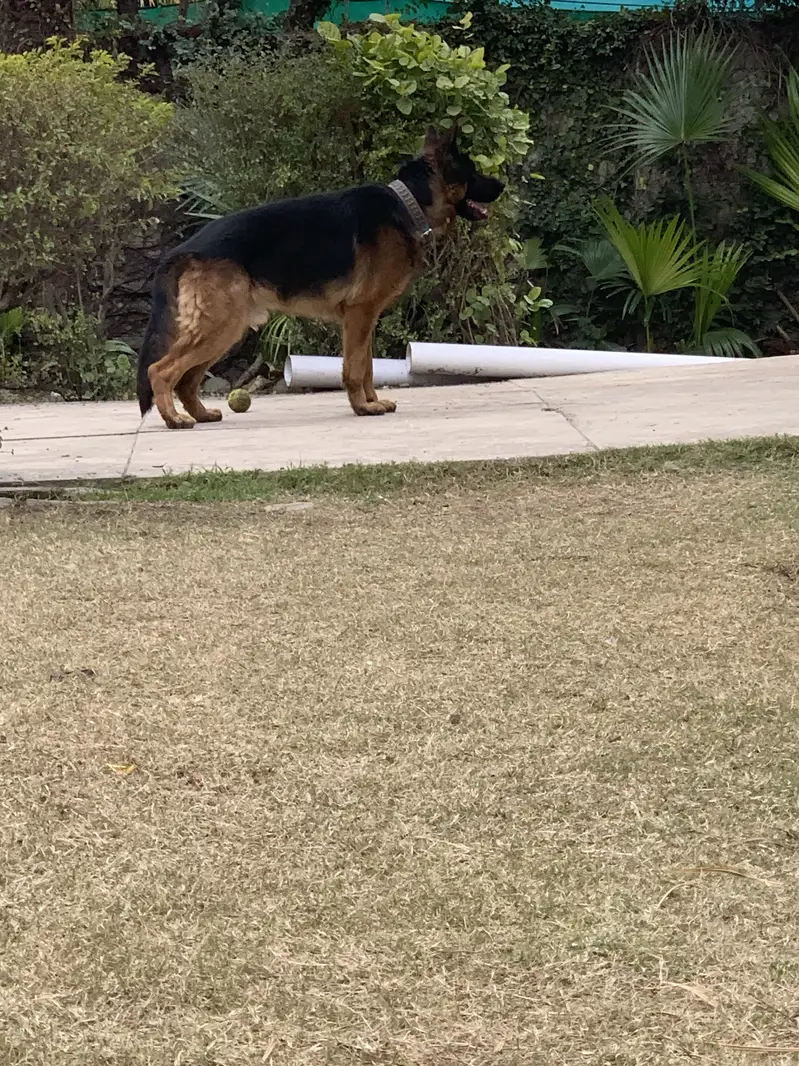 Black mask pure german shepherd male for mate — photo 6