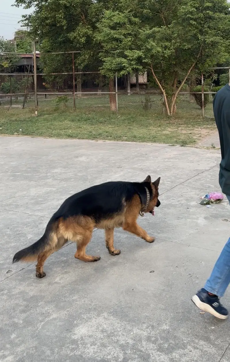 Black mask pure german shepherd male for mate — photo 7