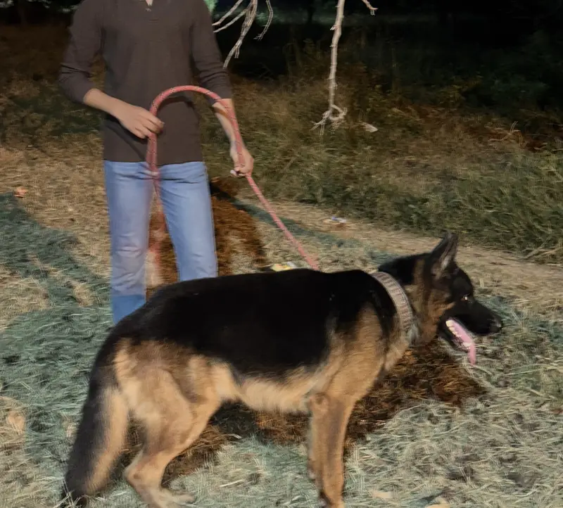 Black mask pure german shepherd male for mate — photo 8