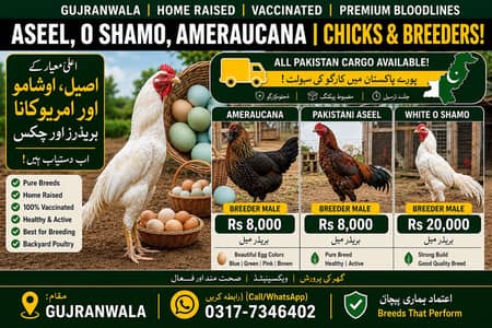 Pure O-Shamo, Ameraucana & Aseel Chicks | Home Raised & Vaccinated