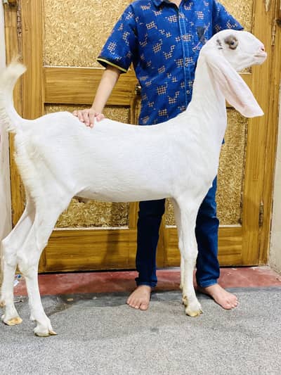 Muhammad Puri / lailpuri bakra0317-0144403