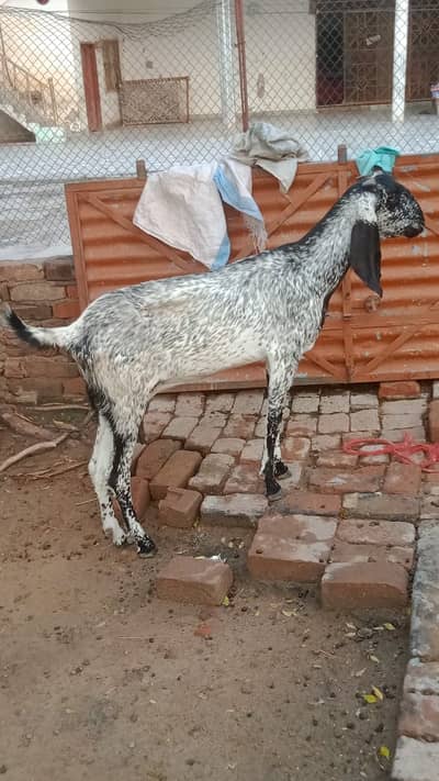 Cheeni Makhi bakri with path for sell