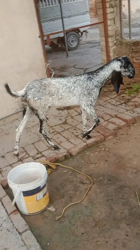 Cheeni Makhi bakri with path for sell — photo 2