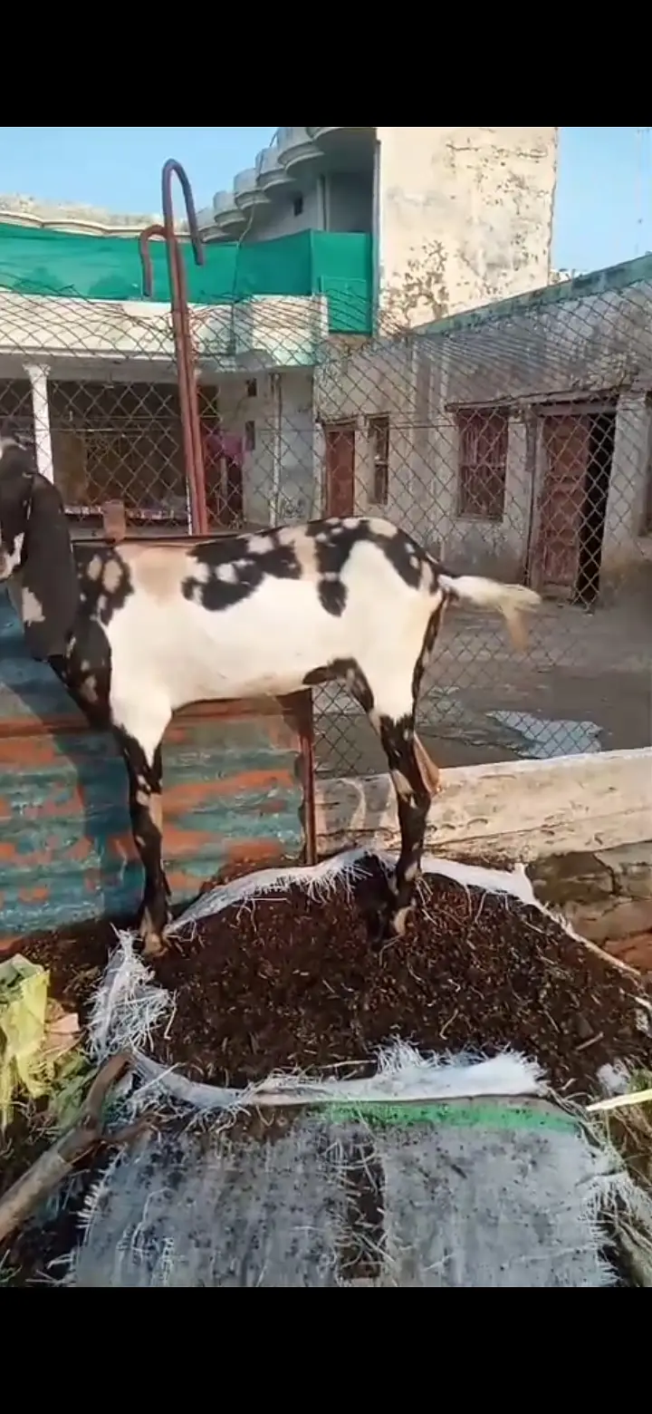 Cheeni Makhi bakri with path for sell — photo 3