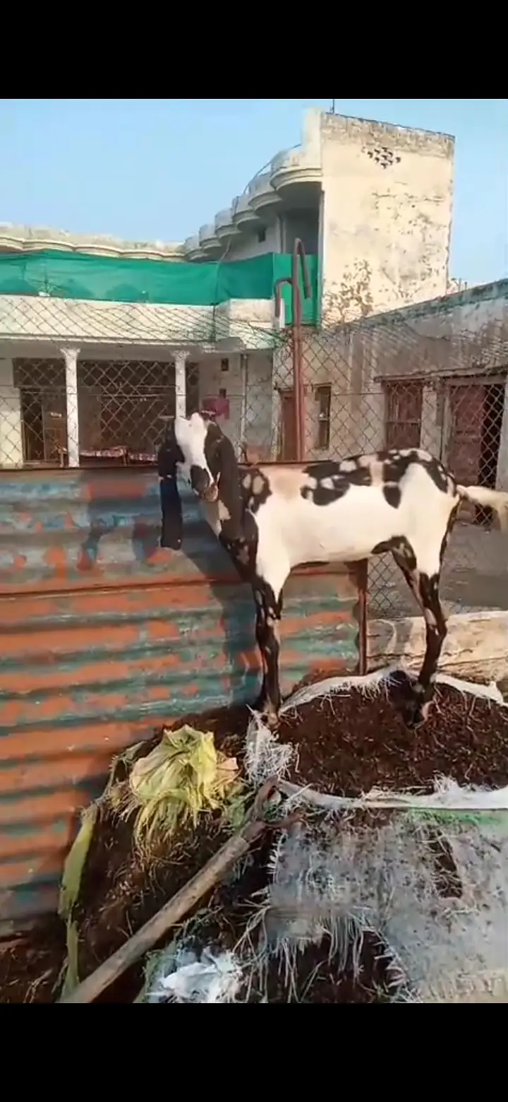 Cheeni Makhi bakri with path for sell — photo 4