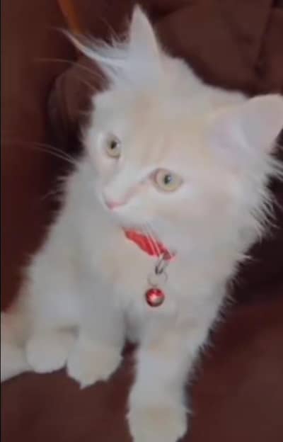 Persion Cat Baby