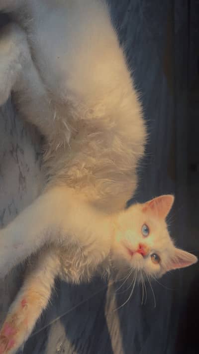 Persian pair
