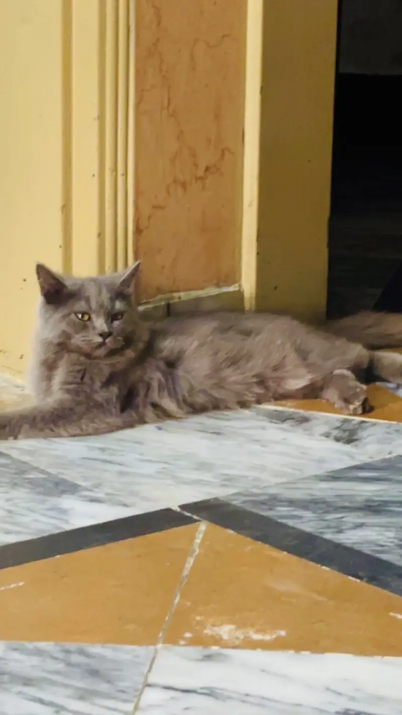 Persian pair — photo 2