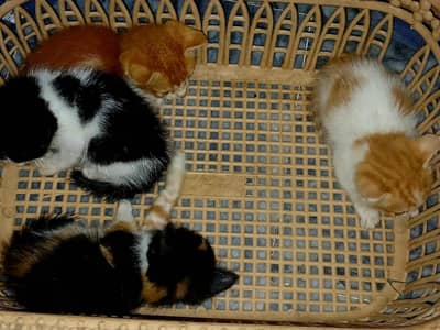 kittens for sale