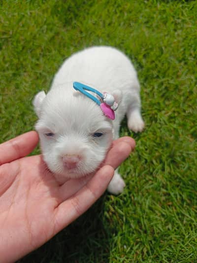 female puppy for sale