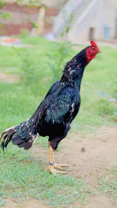 Aseel murga for sale