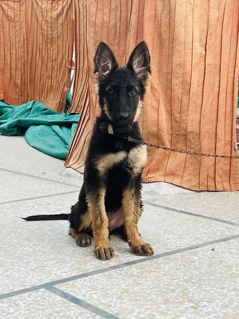 German shehperd Female puppy — photo 2