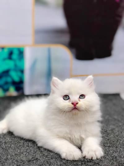 cash on deliveryPersian Punch face triple coat cat Kitten