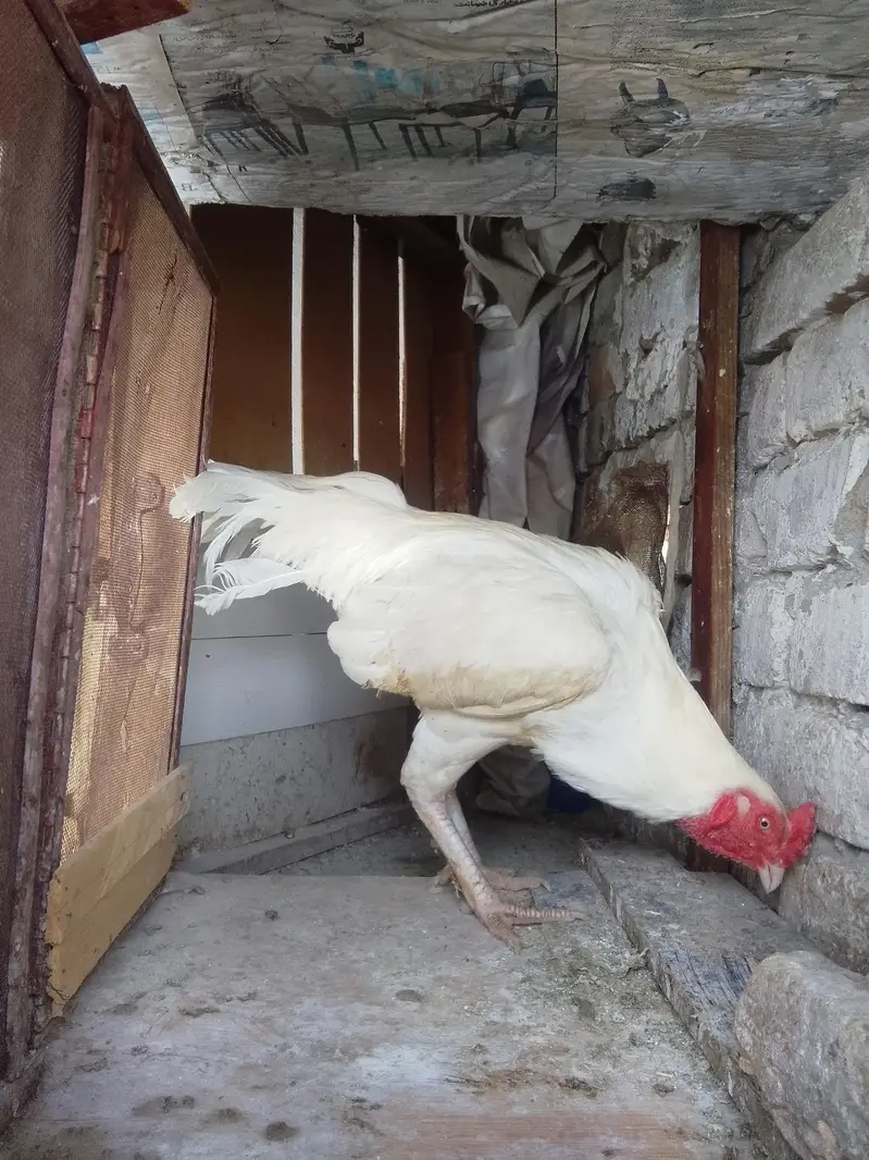 beautiful aseel white heera — photo 2