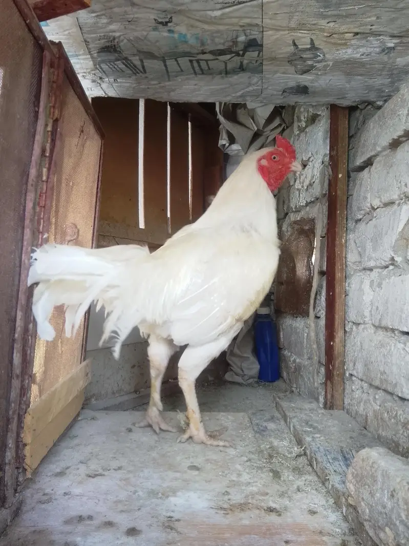 beautiful aseel white heera — photo 5