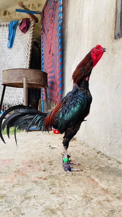 home breed fully imported aseel /Mian wali hen