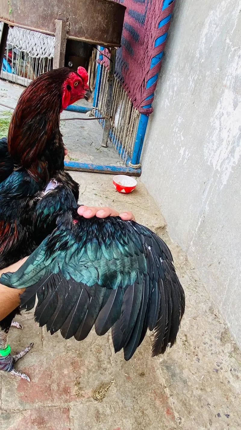 home breed fully imported aseel /Mian wali hen — photo 2
