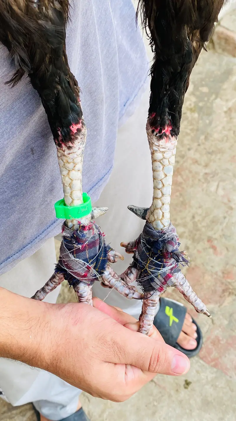 home breed fully imported aseel /Mian wali hen — photo 3