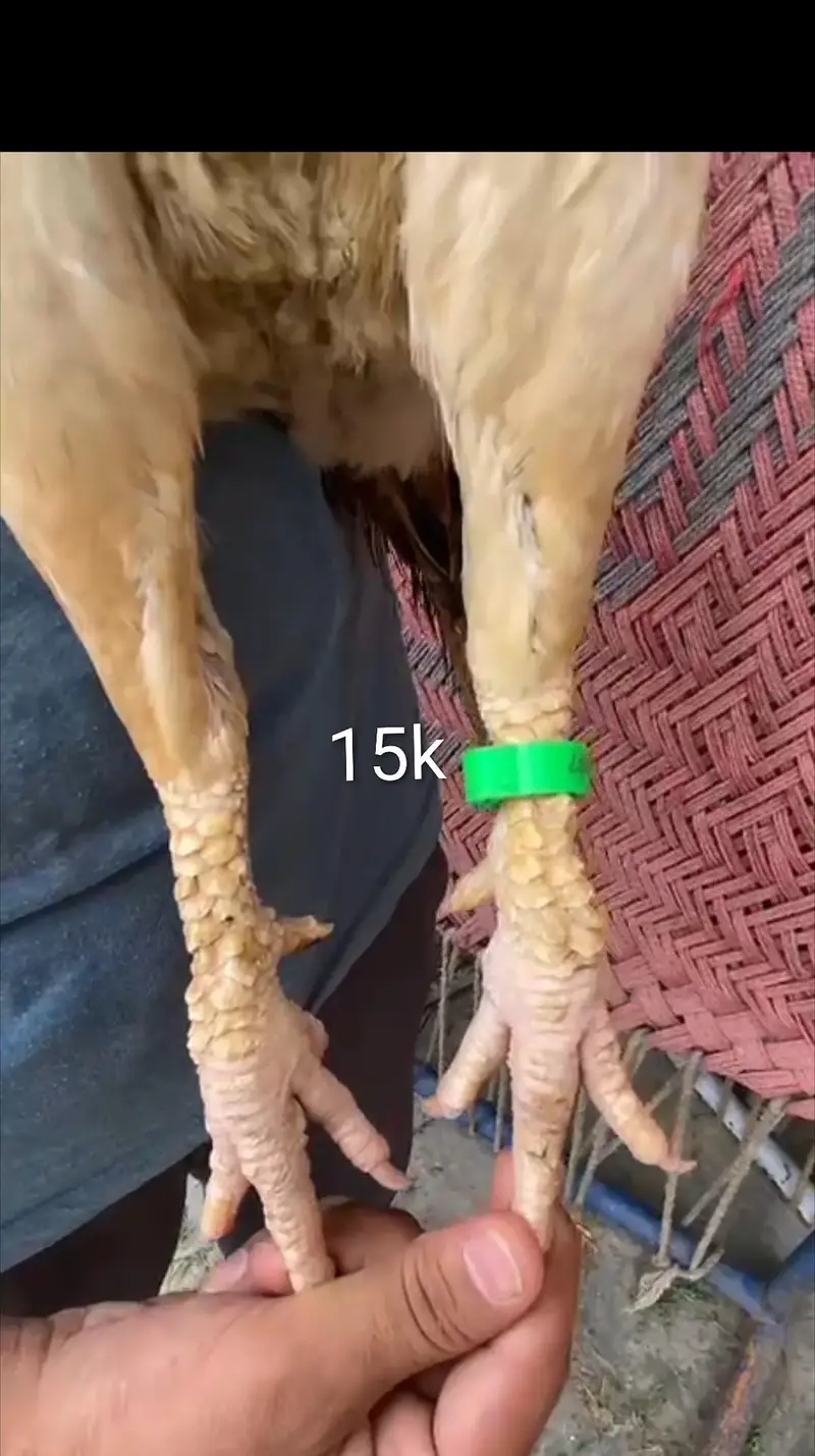 home breed fully imported aseel /Mian wali hen — photo 4
