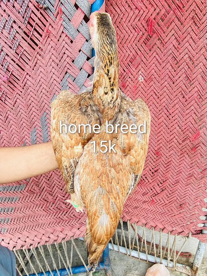 home breed fully imported aseel /Mian wali hen — photo 5