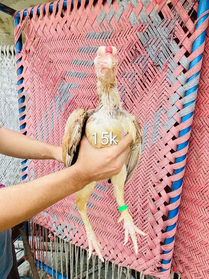 home breed fully imported aseel /Mian wali hen — photo 6