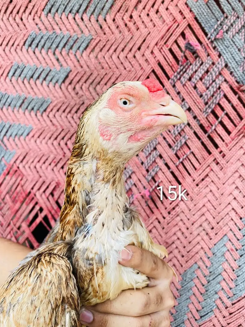 home breed fully imported aseel /Mian wali hen — photo 7