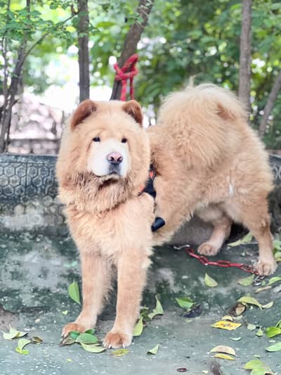 Chow chow dog