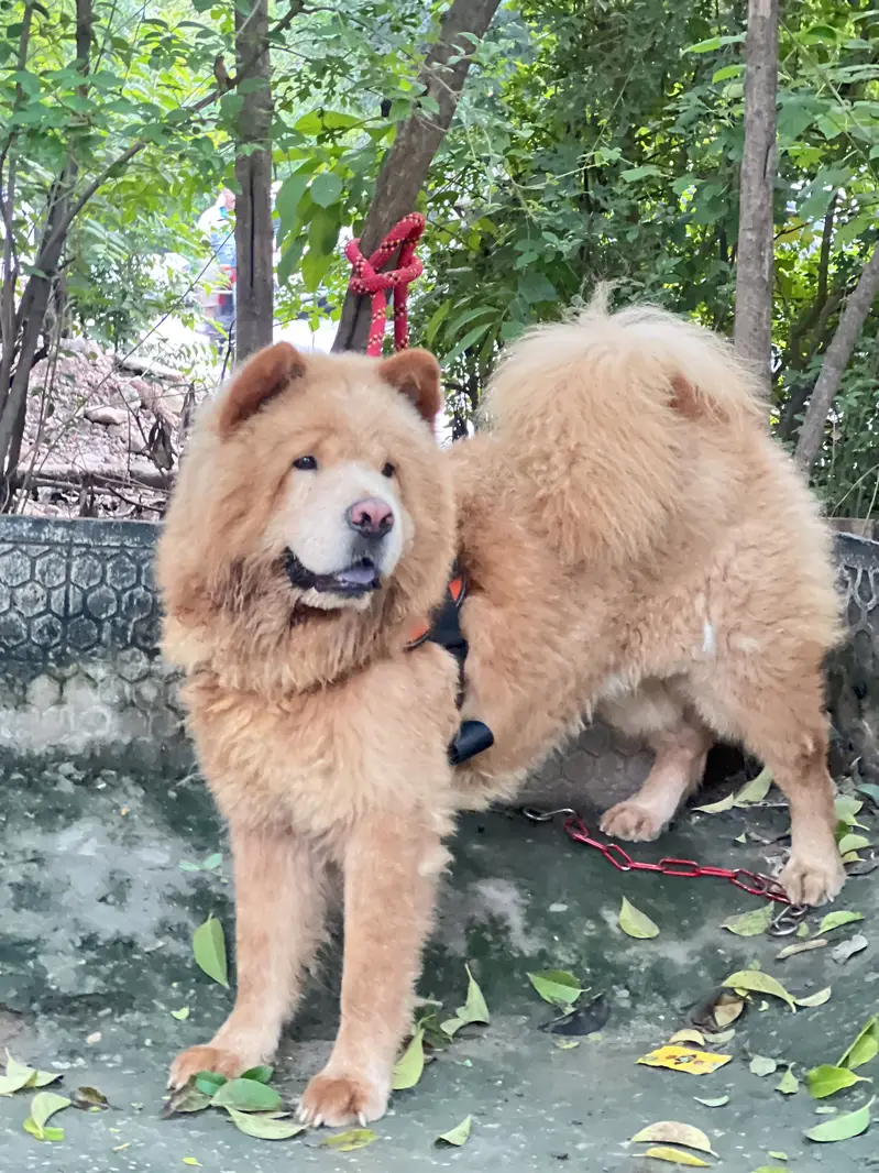 Chow chow dog — photo 2