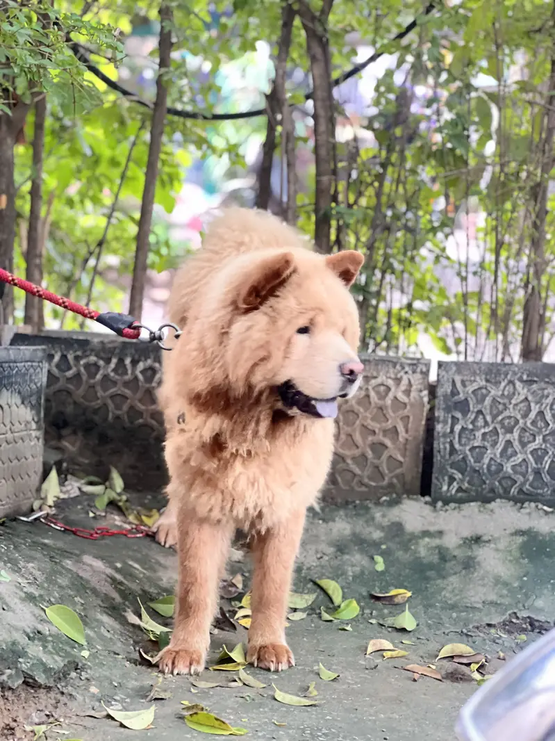 Chow chow dog — photo 3