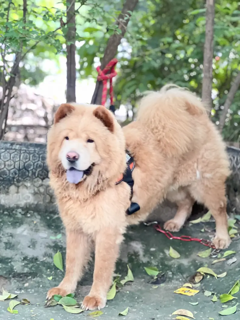 Chow chow dog — photo 4