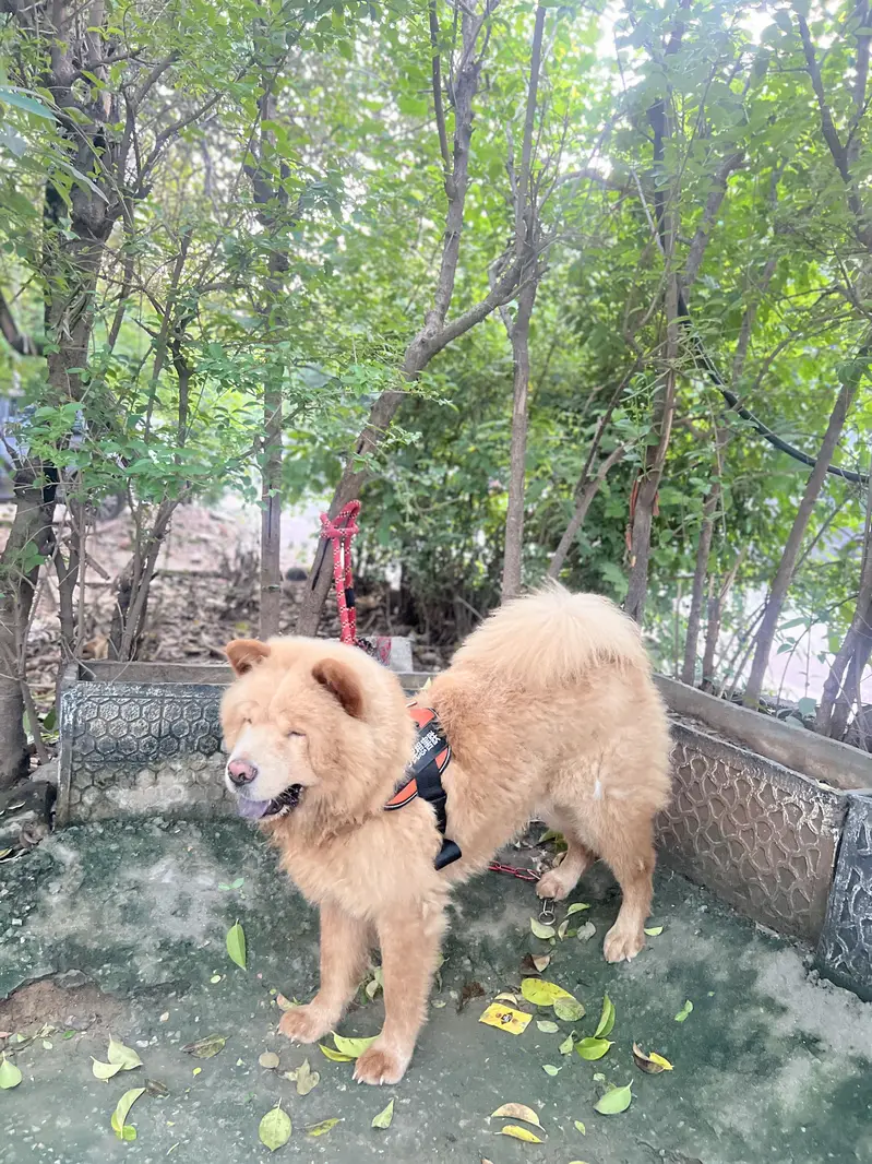 Chow chow dog — photo 5