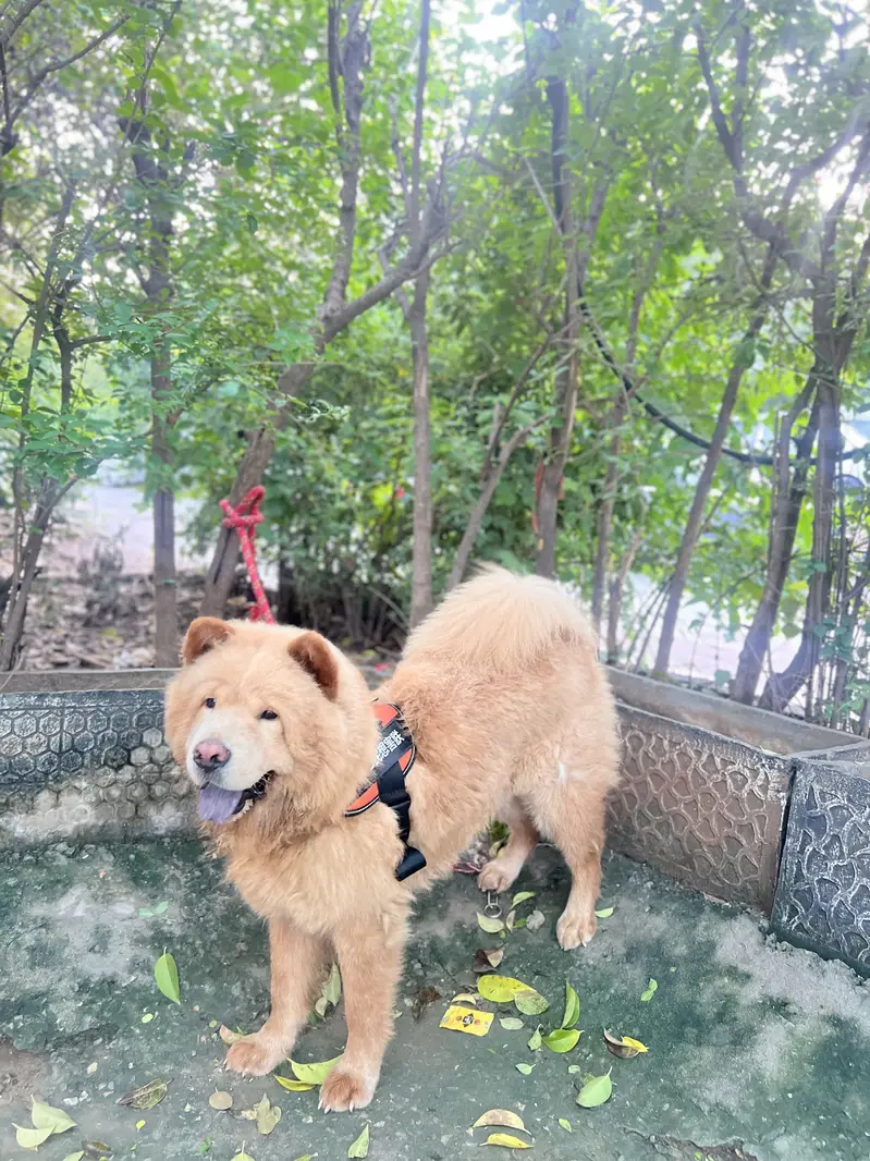 Chow chow dog — photo 6