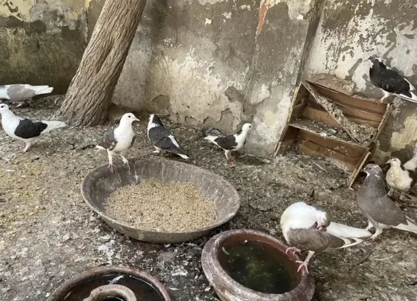 Sherazi Total 15 breeder piece sare 4,000 k num 03091999289 — photo 4