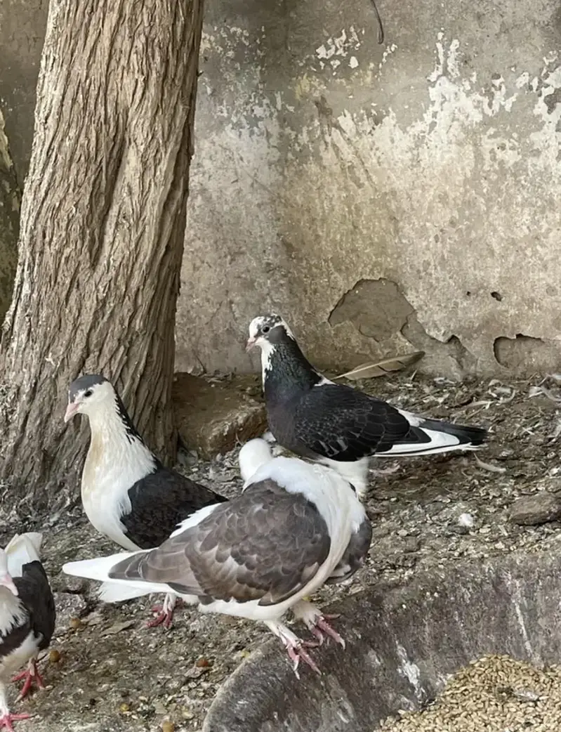 Sherazi Total 15 breeder piece sare 4,000 k num 03091999289 — photo 5