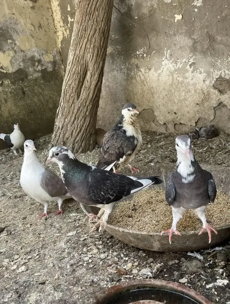 Sherazi Total 15 breeder piece sare 4,000 k num 03091999289 — photo 10