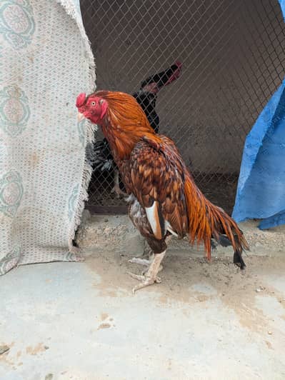 Peela breeder and sontol patha