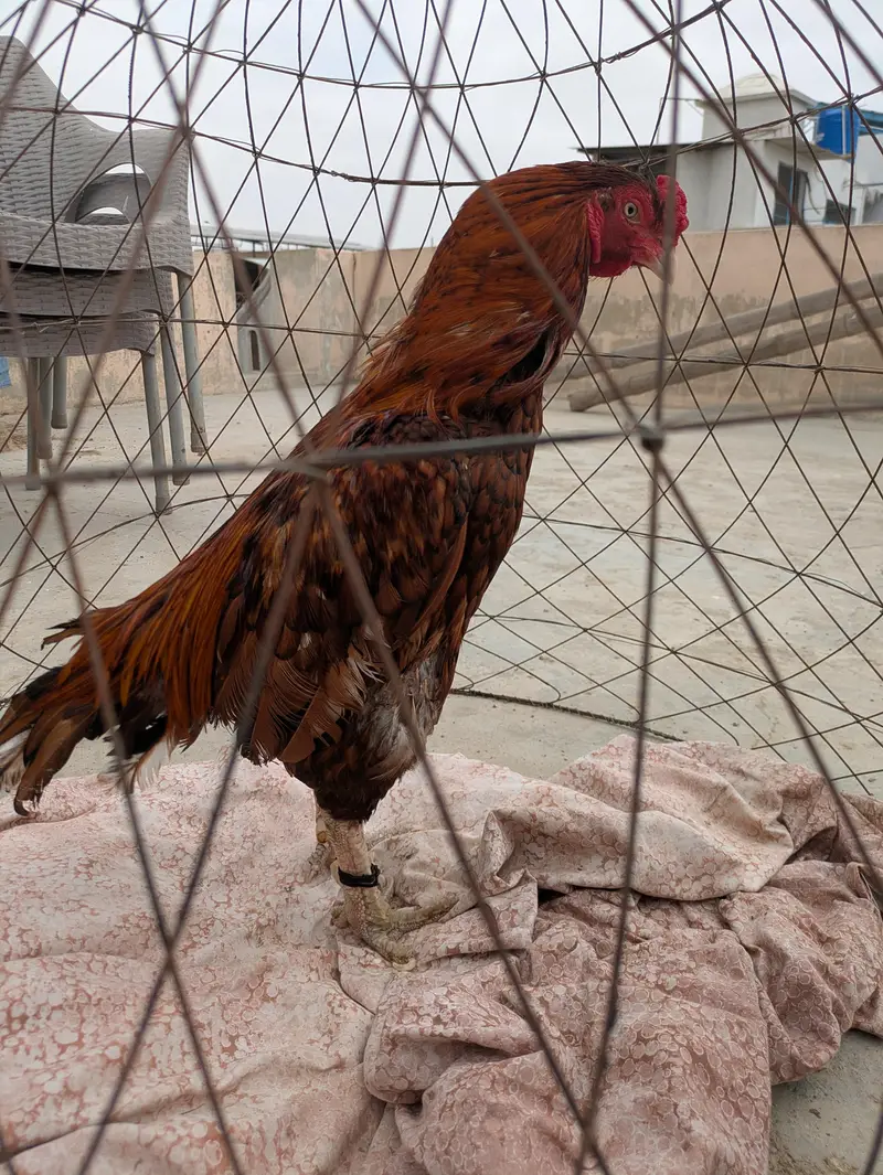 Peela breeder and sontol patha — photo 3