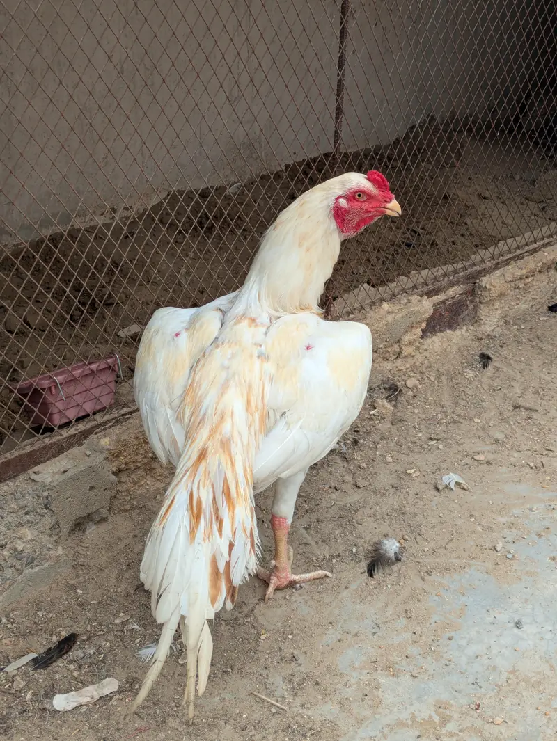 Peela breeder and sontol patha — photo 4