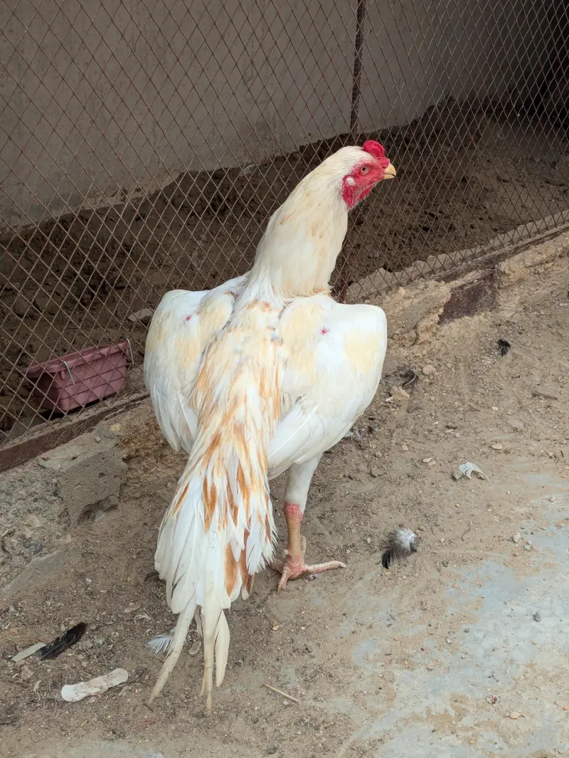 Peela breeder and sontol patha — photo 5