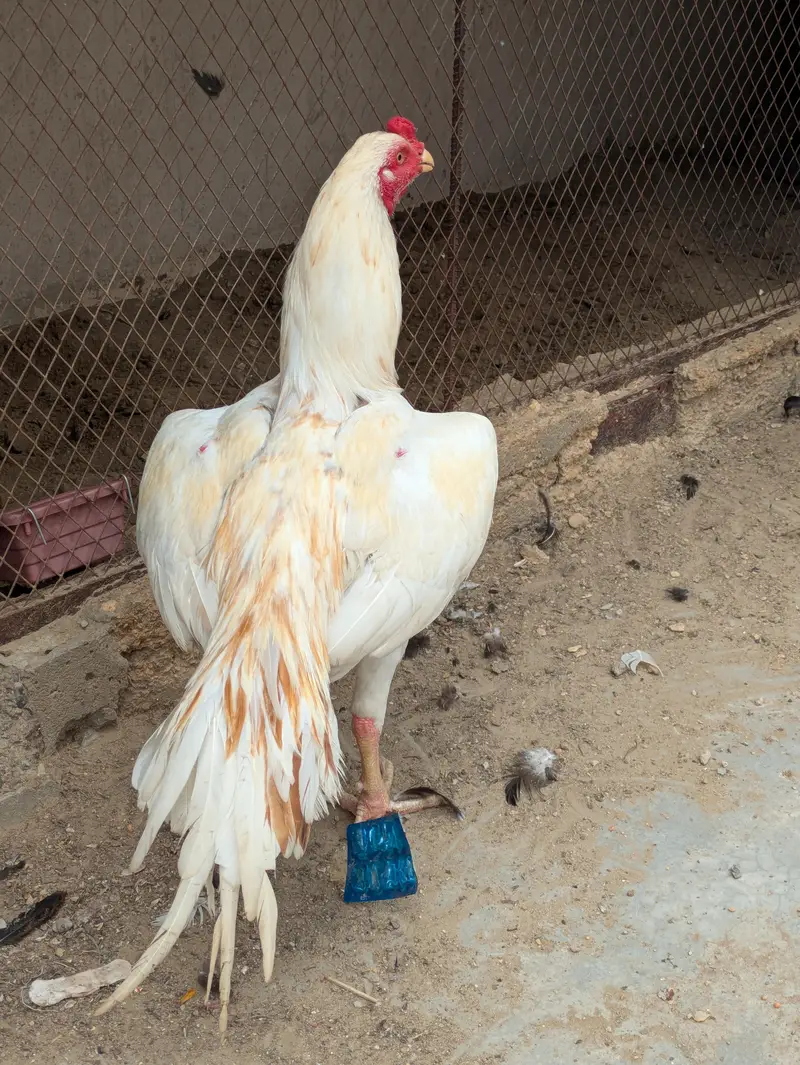 Peela breeder and sontol patha — photo 6
