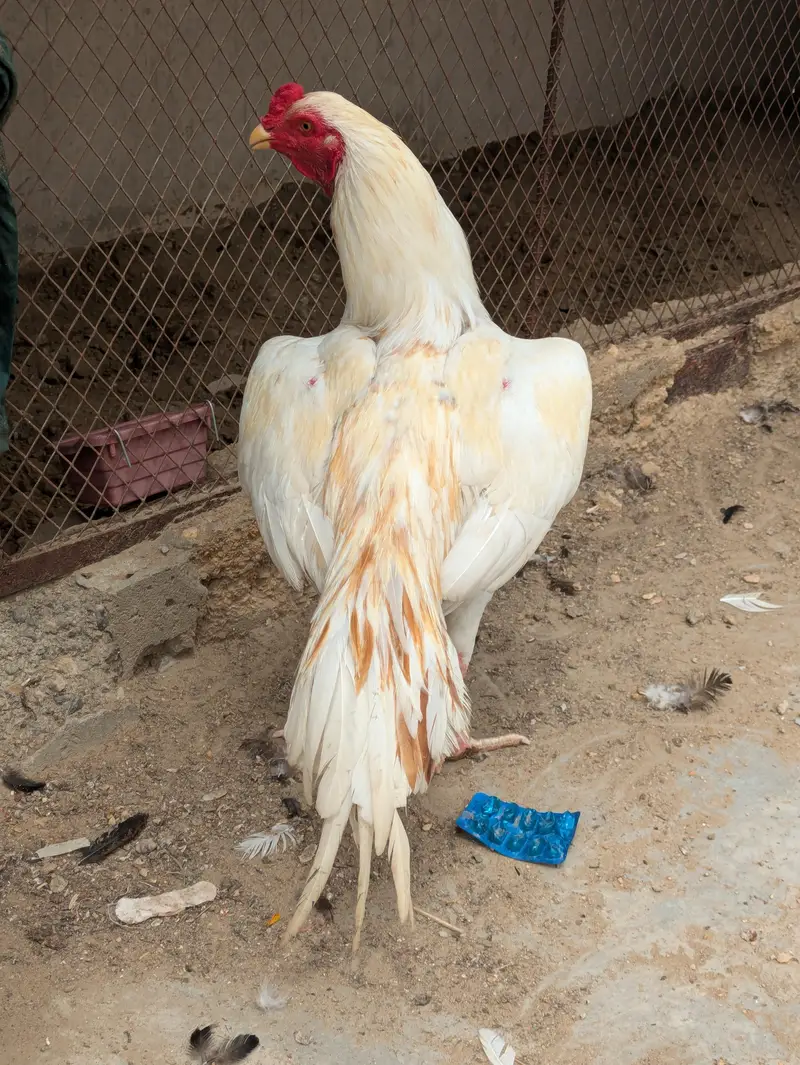 Peela breeder and sontol patha — photo 7