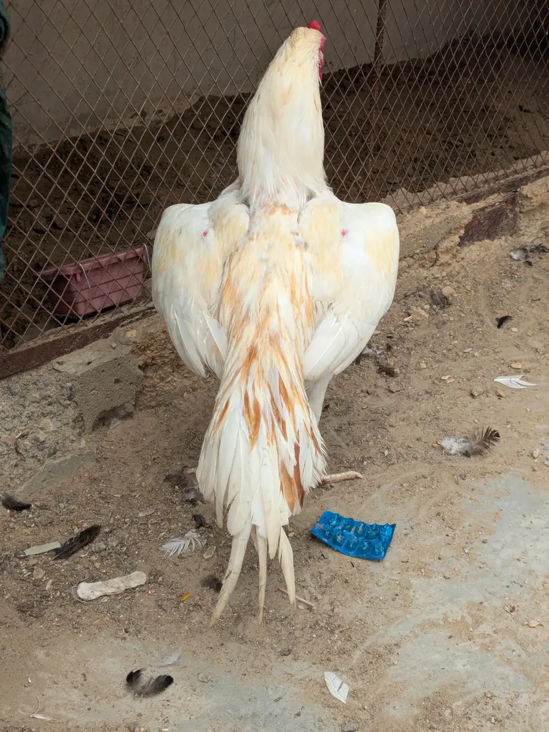 Peela breeder and sontol patha — photo 8