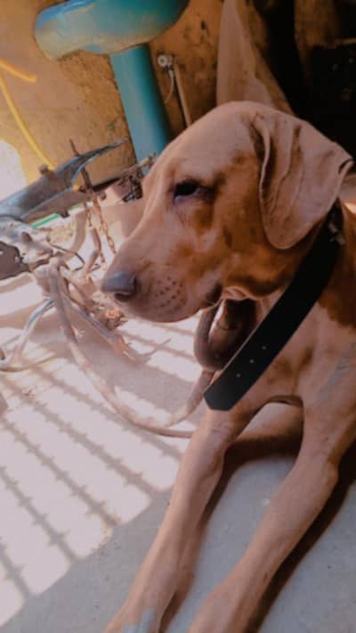 pointer dog full sale 1.5 year
