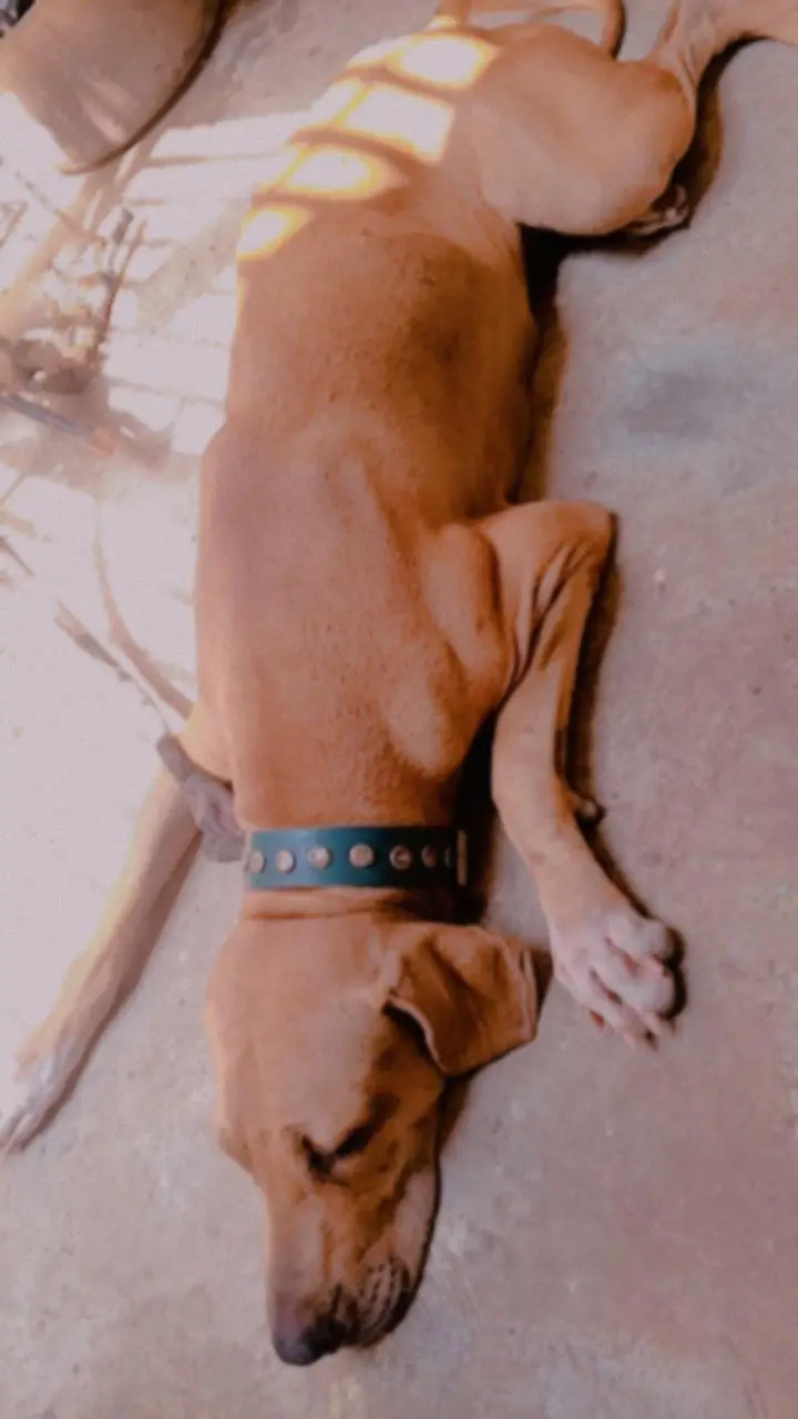 pointer dog full sale 1.5 year — photo 2