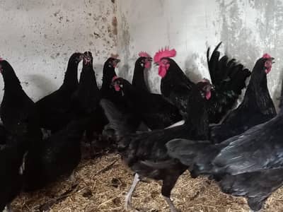 Black australorp Fertile eggs available